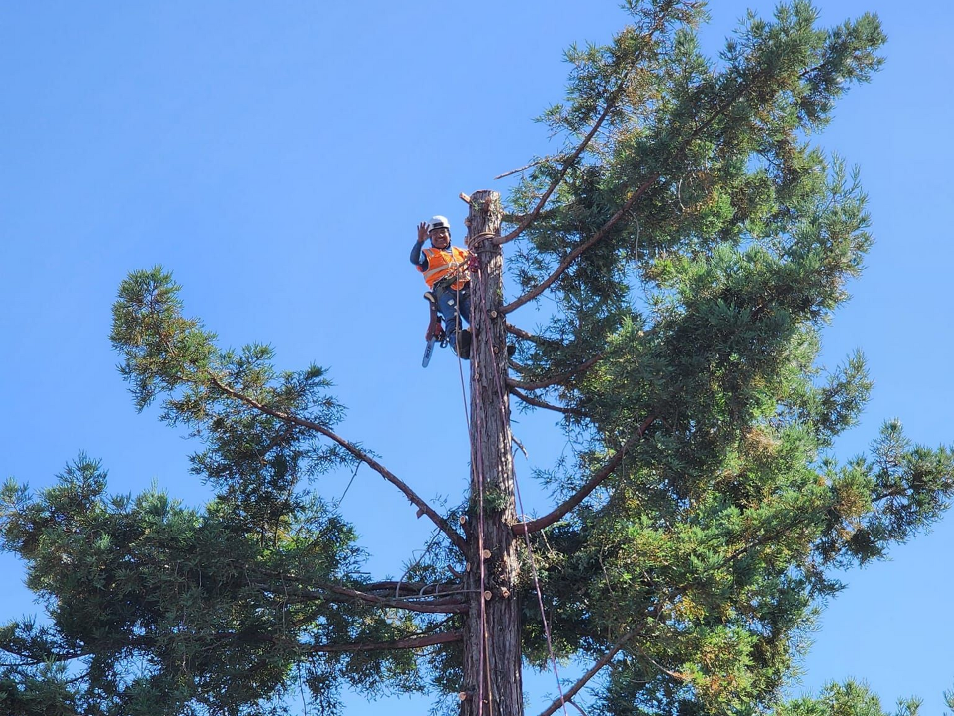Worker in orange gear atop a tall tree trunk against a clear blue sky