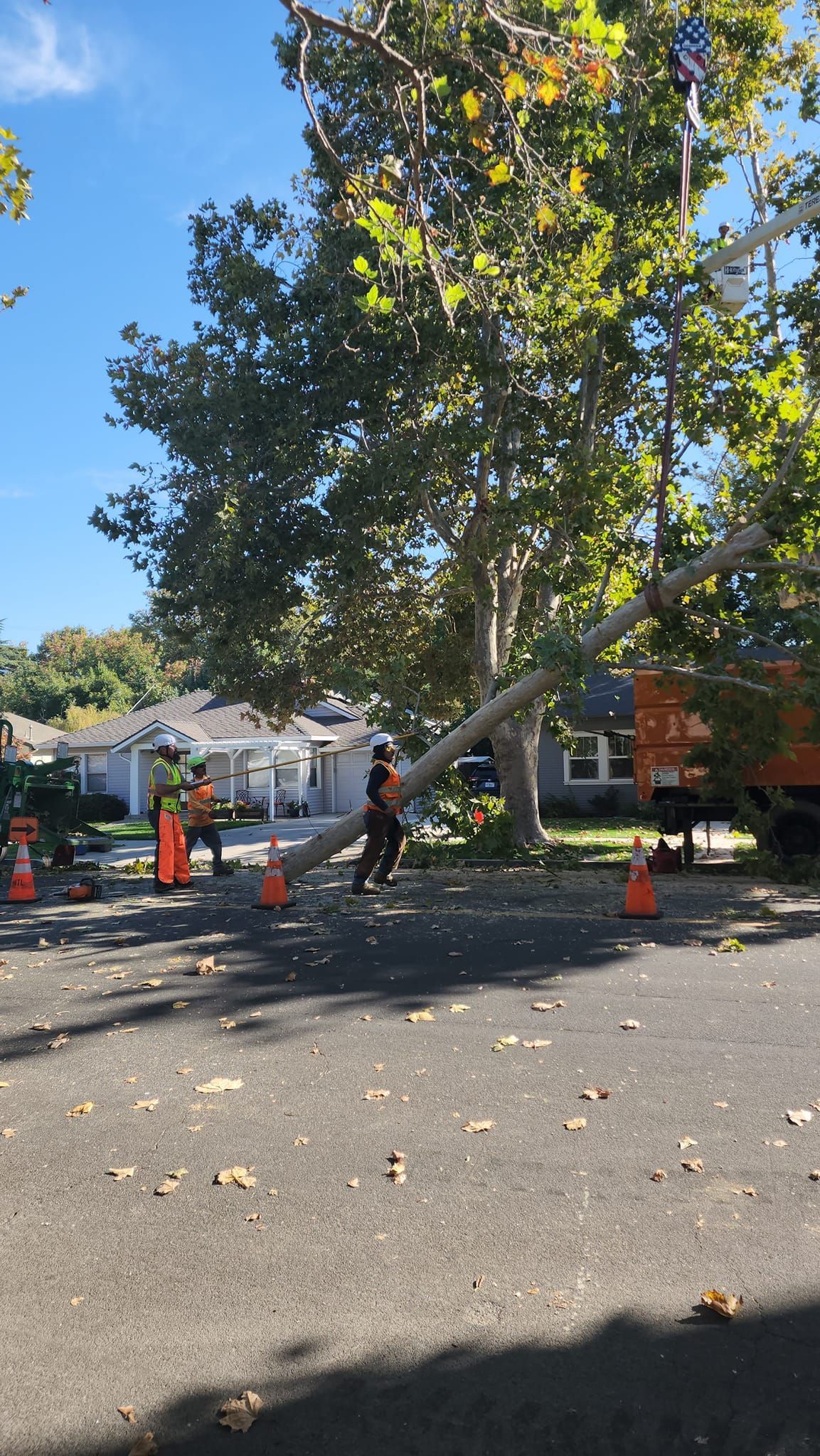 Tree trimming crew working on a large roadside tree with orange cones and a bucket truck in autumn.