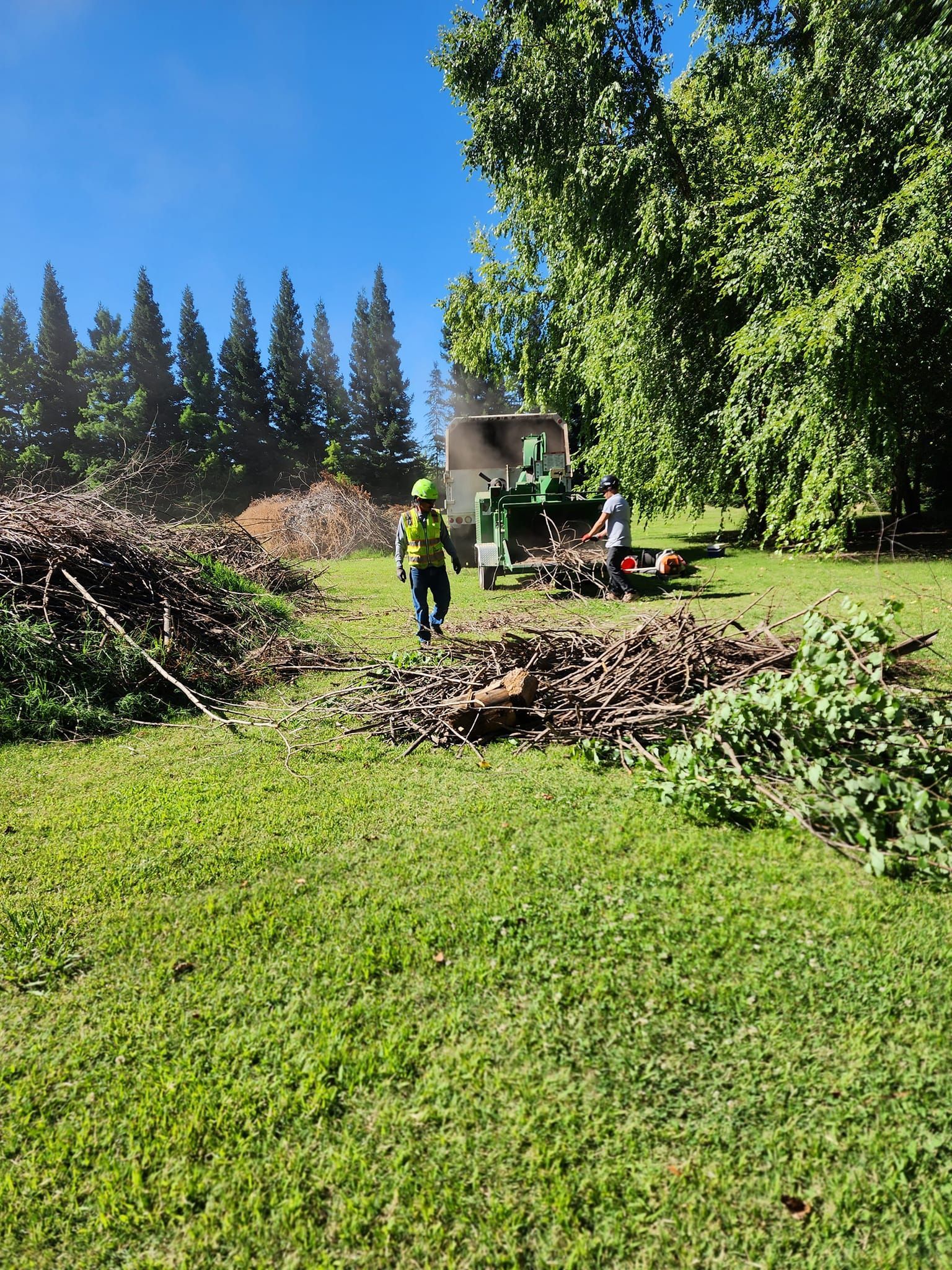 Worker with a chainsaw clearing a large pile of branches in a sunny grassy yard.