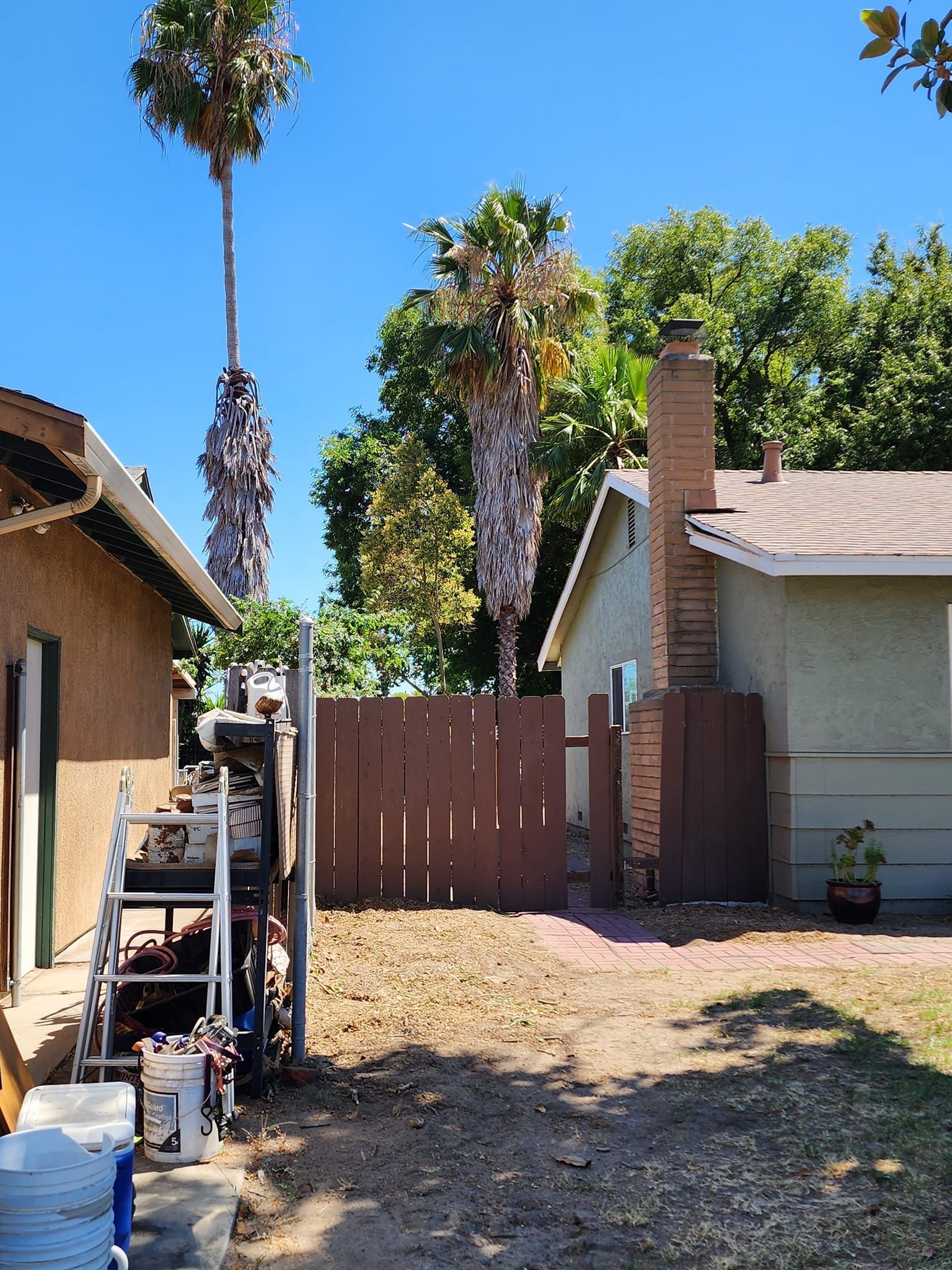 Backyard with dry grass, tall palm trees, and a wooden fence between two houses under a blue sky