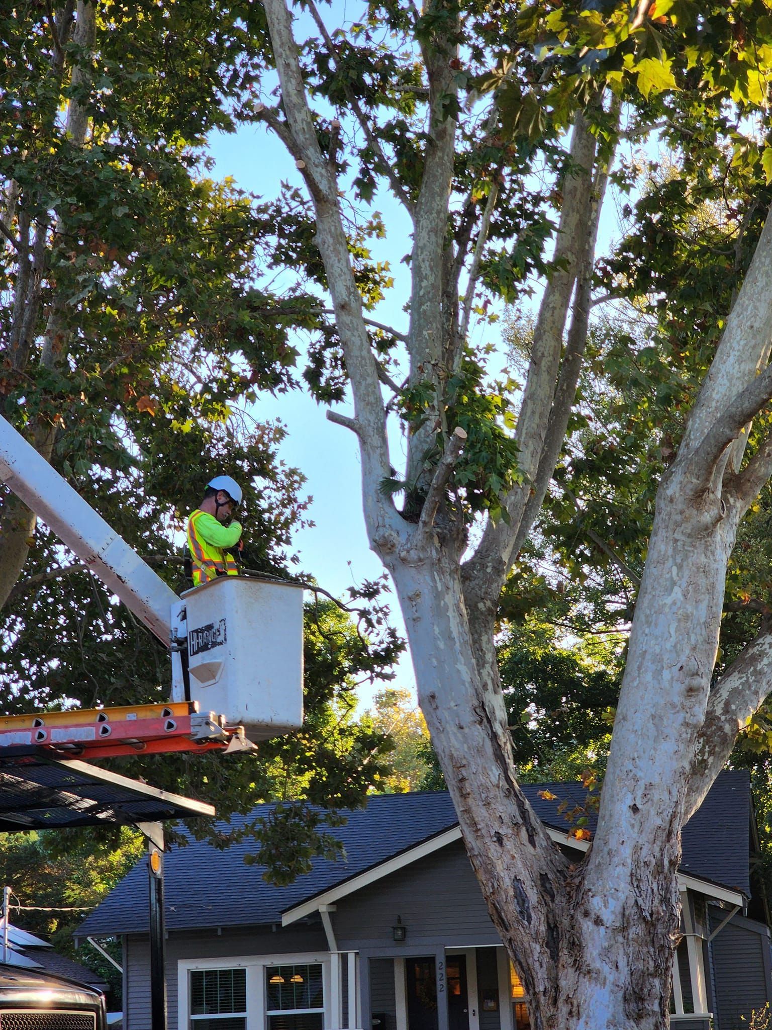 Worker in a bucket lift trimming a large tree beside a house.