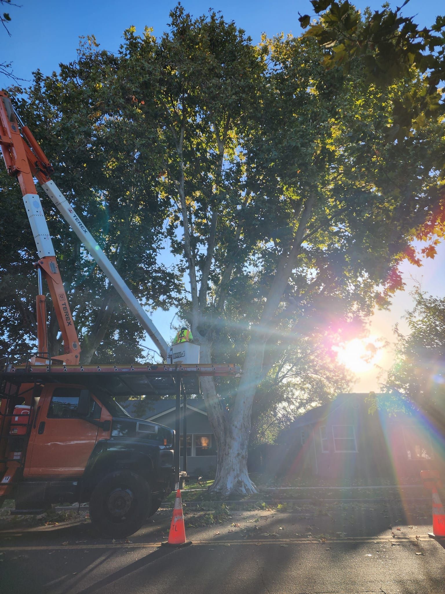 Utility truck and bucket lift beside a large tree at sunset, with bright sun glare and traffic cones below