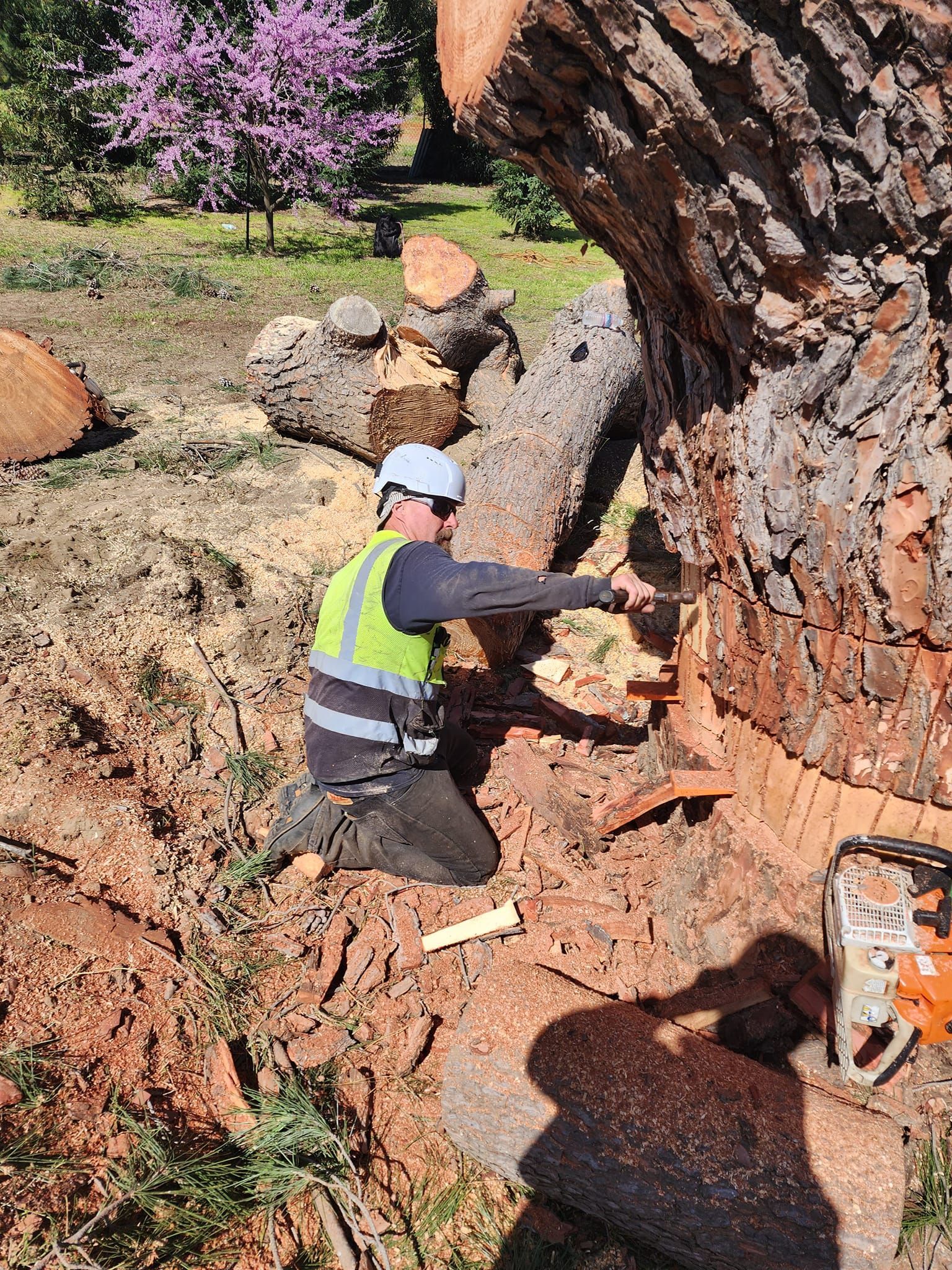Worker in a hard hat and hi-vis vest drilling into a large tree stump at a wooded work site.