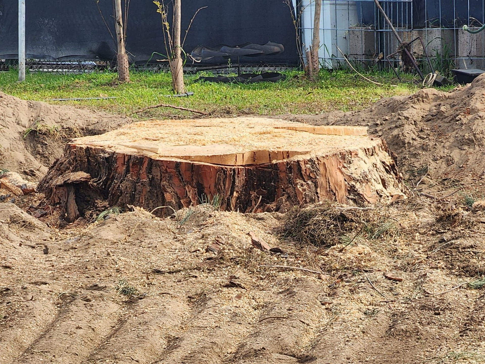 Large cut tree stump in a dirt lot, with excavated soil around it and a fence in the background