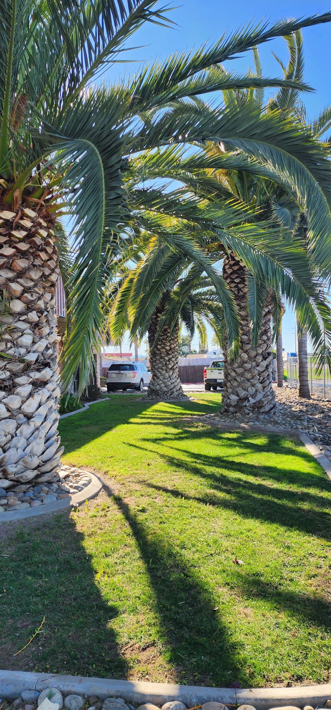 Palm-lined path with white vehicle parked in bright sunlight, green grass and long tree shadows
