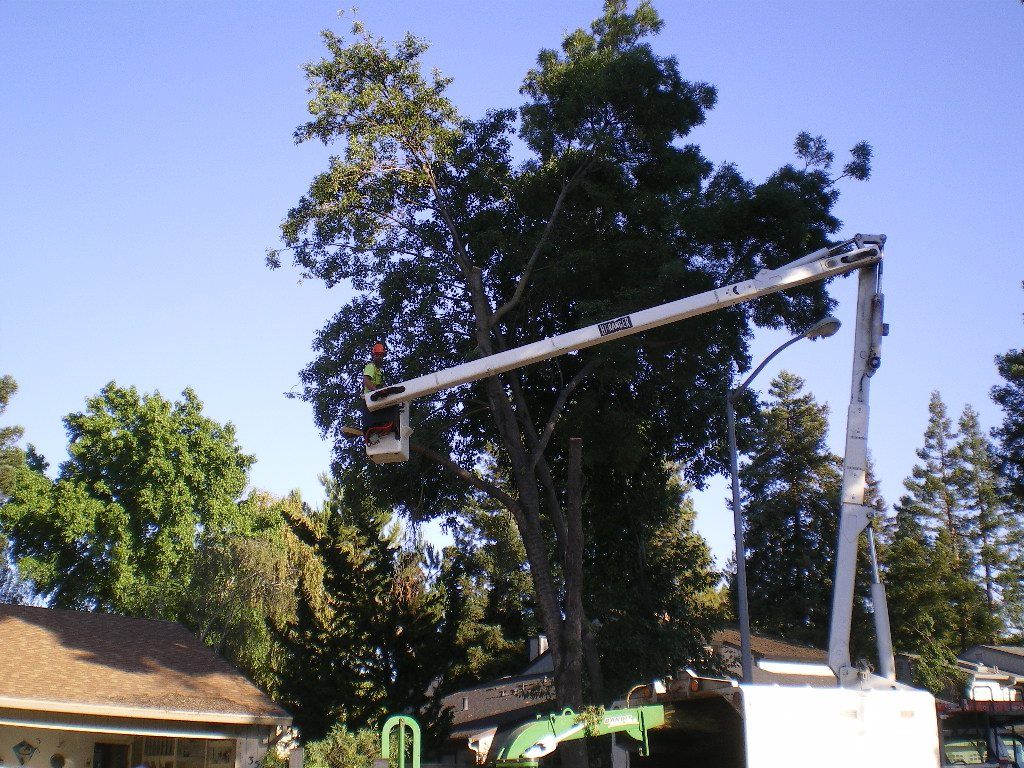 Crane lifting a large tree trunk beside a house under a clear blue sky