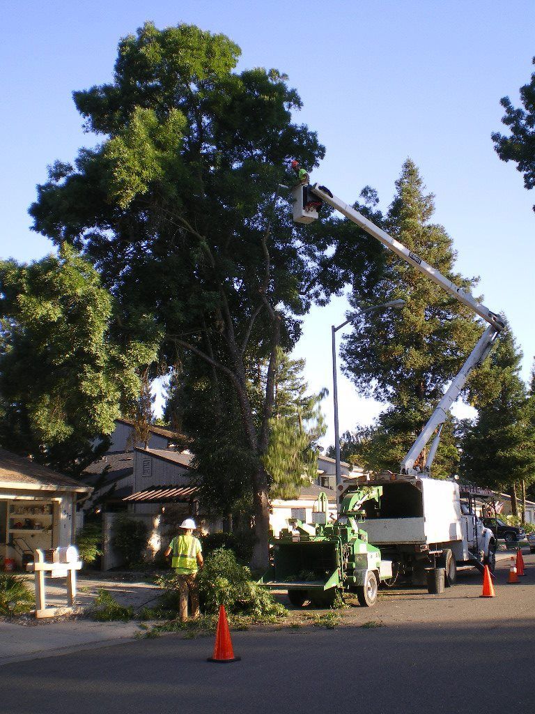 Utility truck with bucket lift trimming a tall tree beside houses on a residential street.