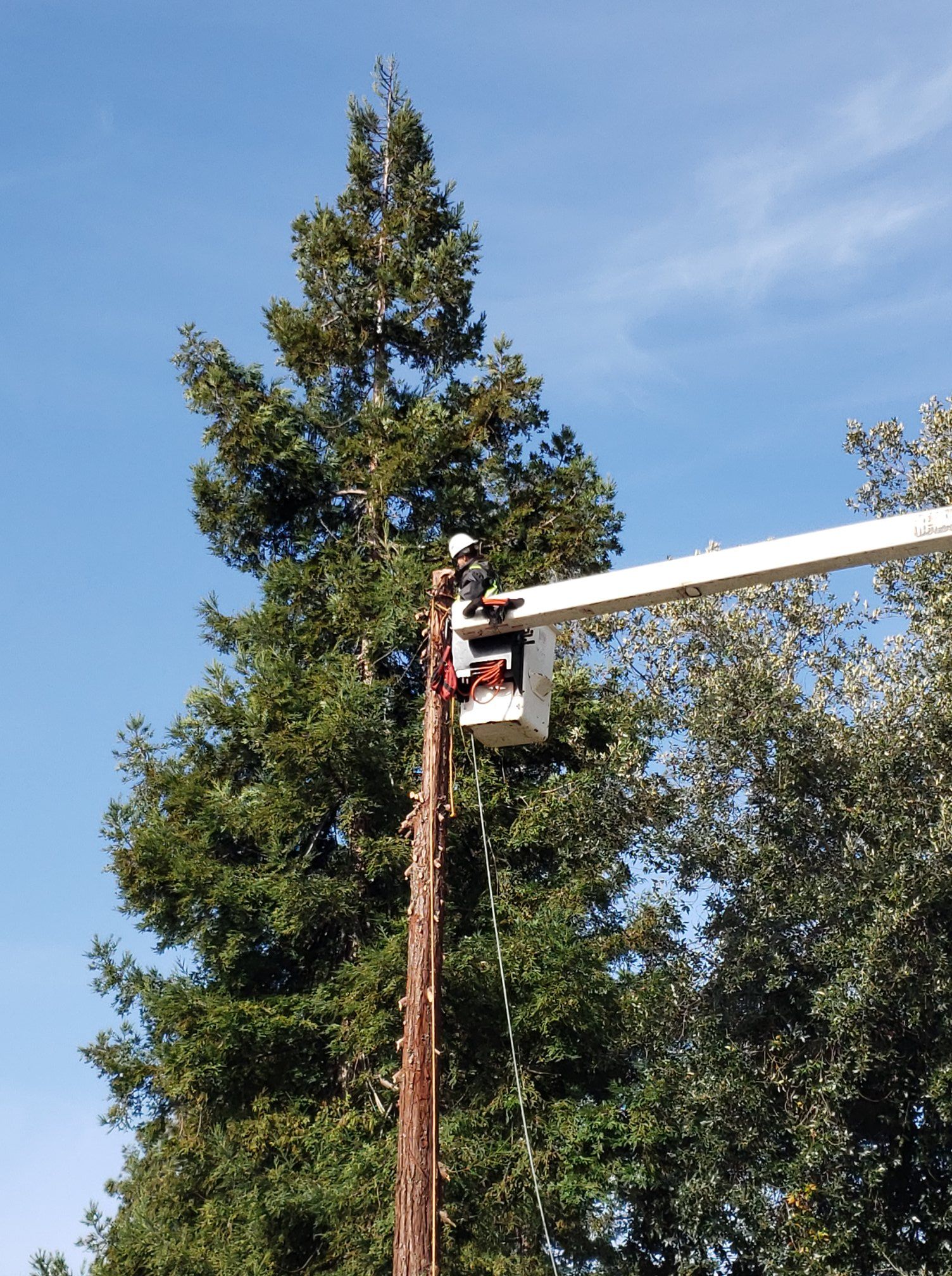 Worker trimming a tall tree from a white boom lift against a blue sky