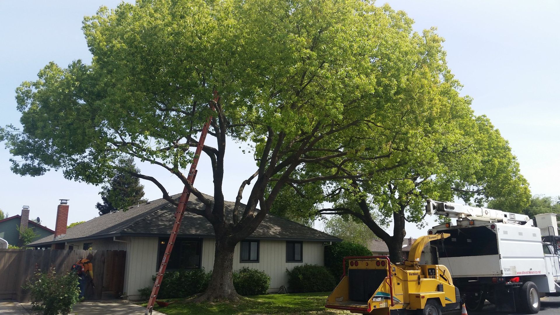 Tree trimmers working beside a house, with a bucket truck and red support poles under a large leafy tree.