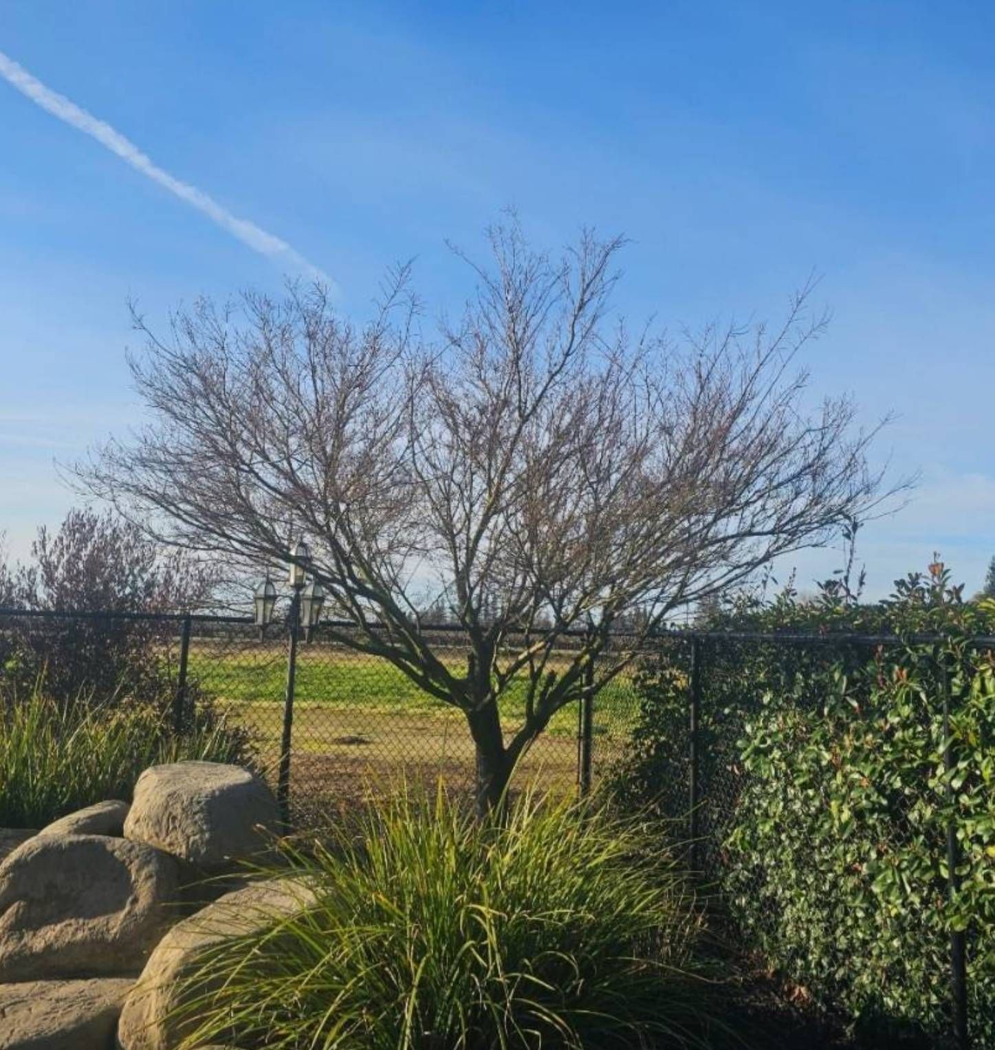 Leafless tree in a sunny garden with rocks, green shrubbery, and a fence under a blue sky