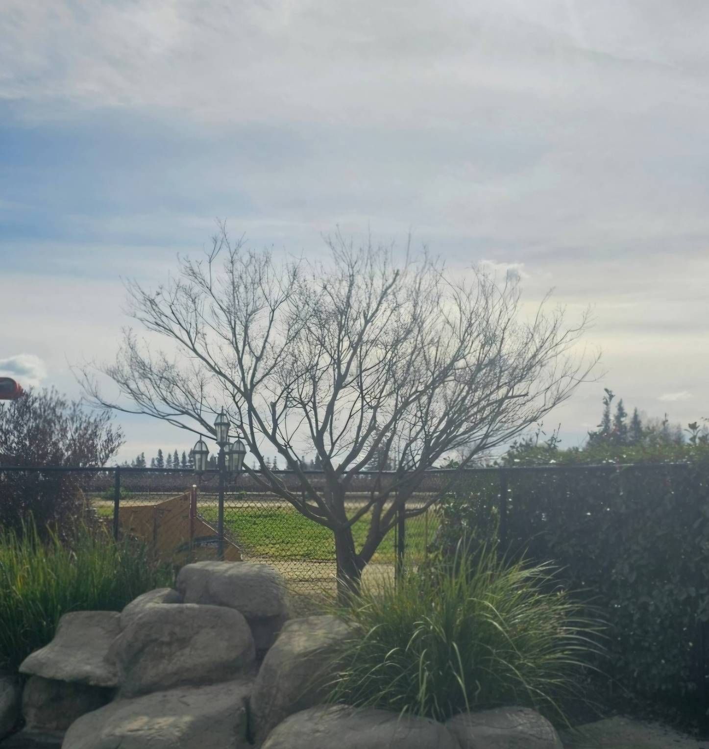 Leafless tree in a landscaped garden with rocks, grass, and a cloudy sky.