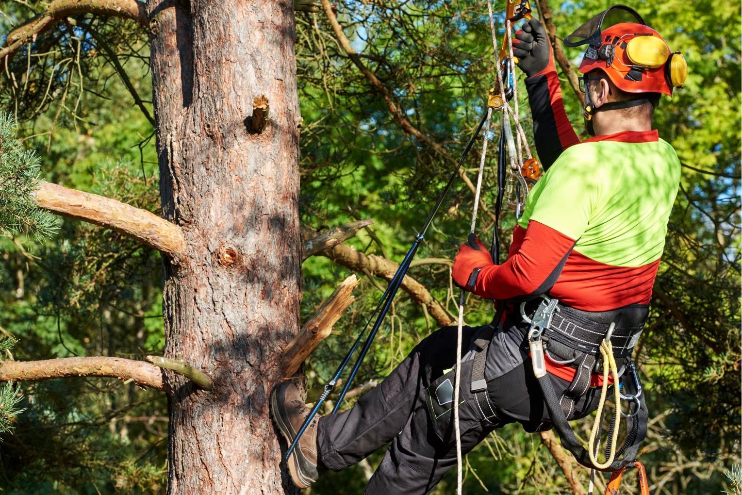 Tree climber in red and yellow safety gear ascending a rope beside a large tree