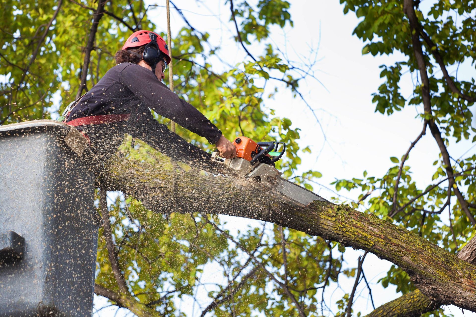 Worker using a chainsaw to cut a tree branch from a bucket lift, wood chips flying