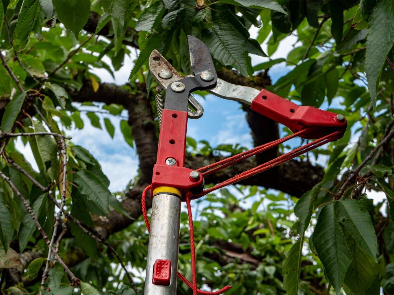 Red pole pruner with blades extended among leafy tree branches.