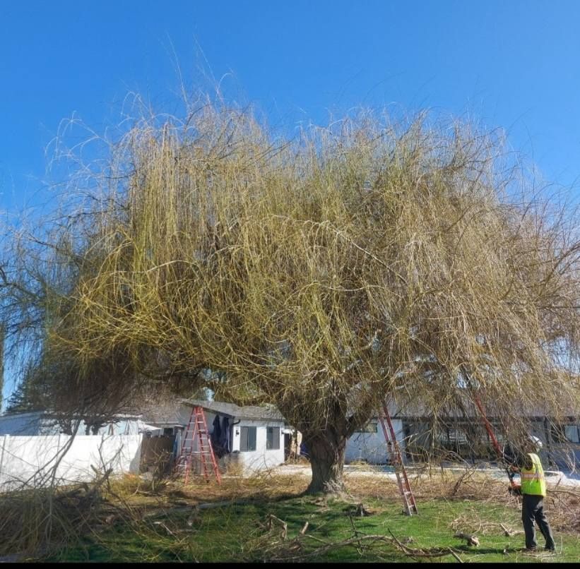 Large leafy tree beside a white house, with a person in a yellow vest standing in the yard.