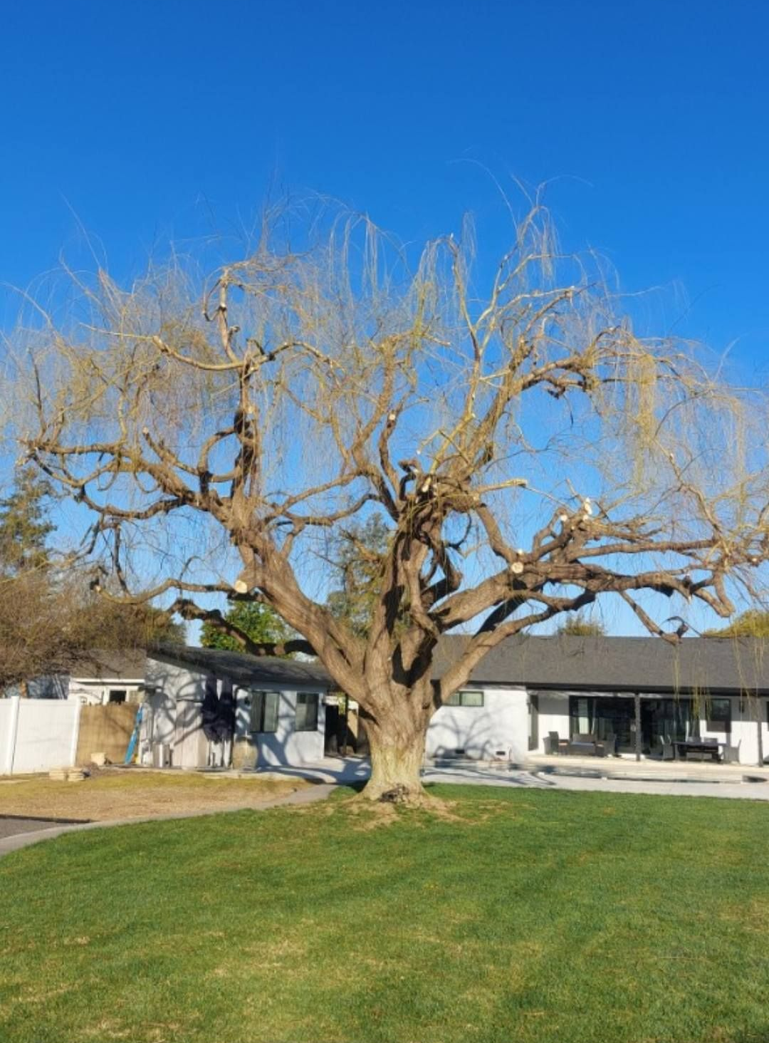 Large leafless tree on a green lawn in front of a low building under a clear blue sky