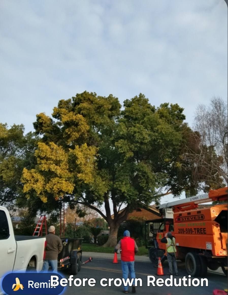Workers trimming a large tree beside a street, with a truck and orange lift nearby