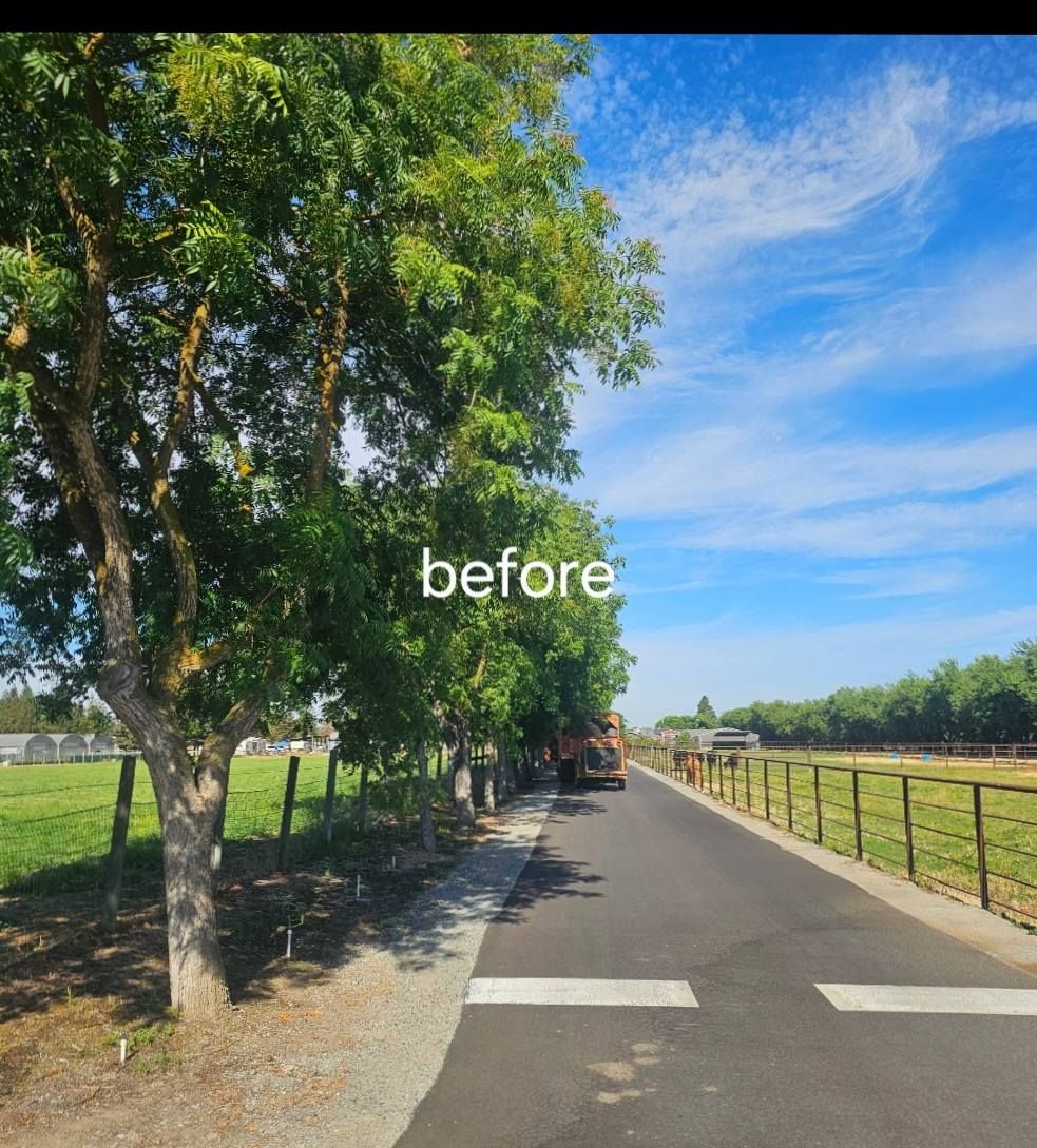 Tree-lined road beside open fields under a blue sky, with a vehicle in the distance and a 
