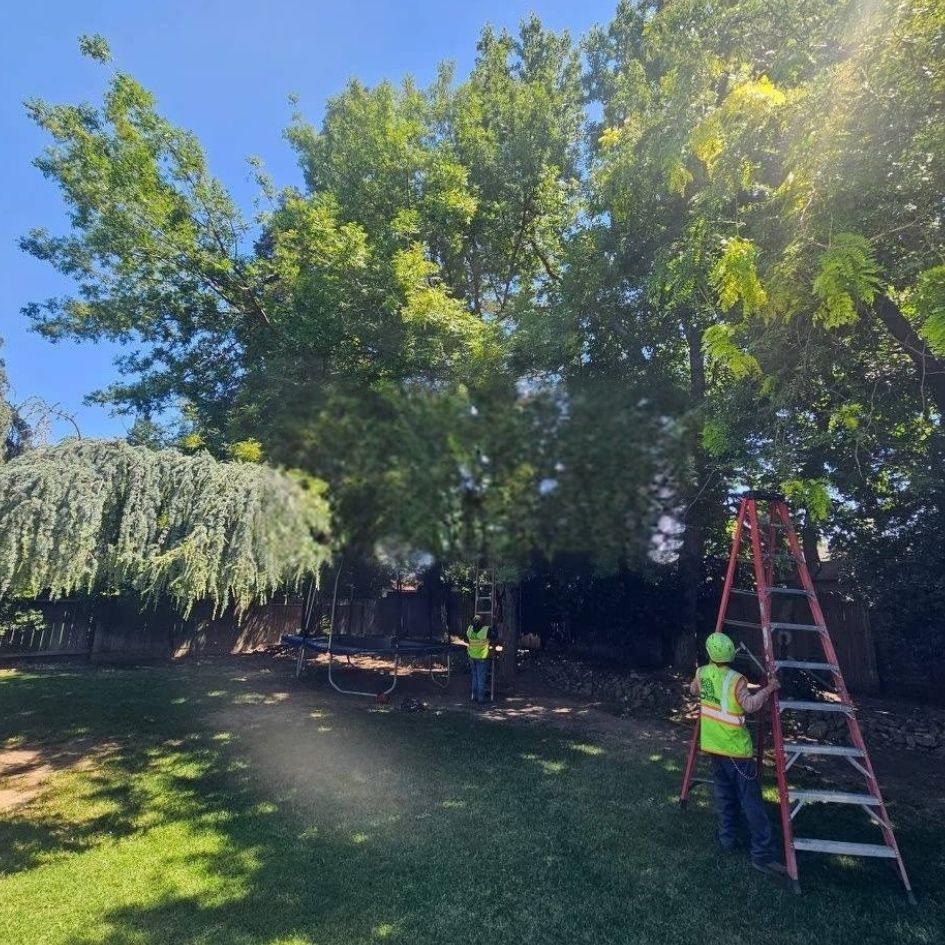 Person in neon safety gear beside a ladder under tall trees in a sunny backyard