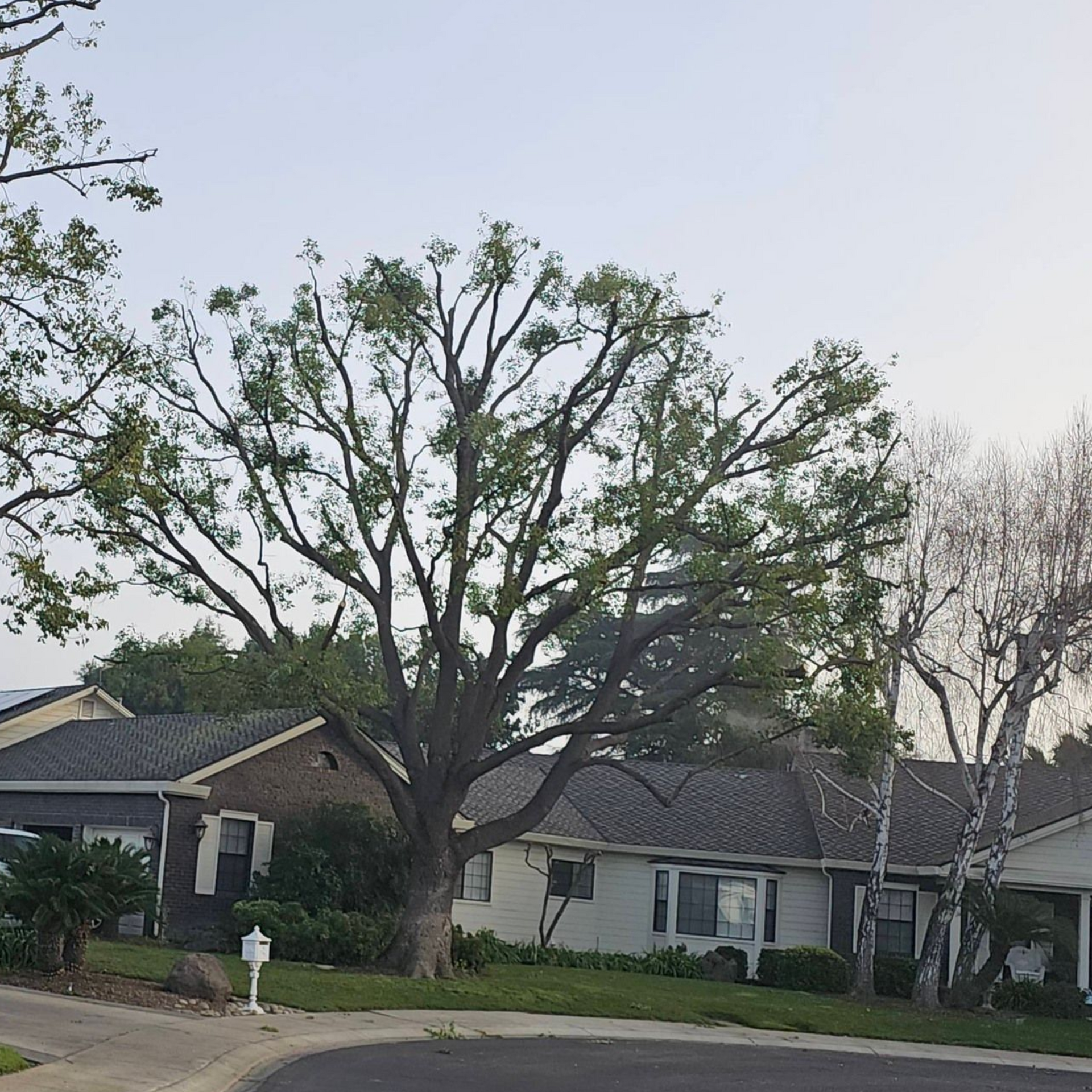 Large tree in front of suburban houses on a quiet residential street under a cloudy sky