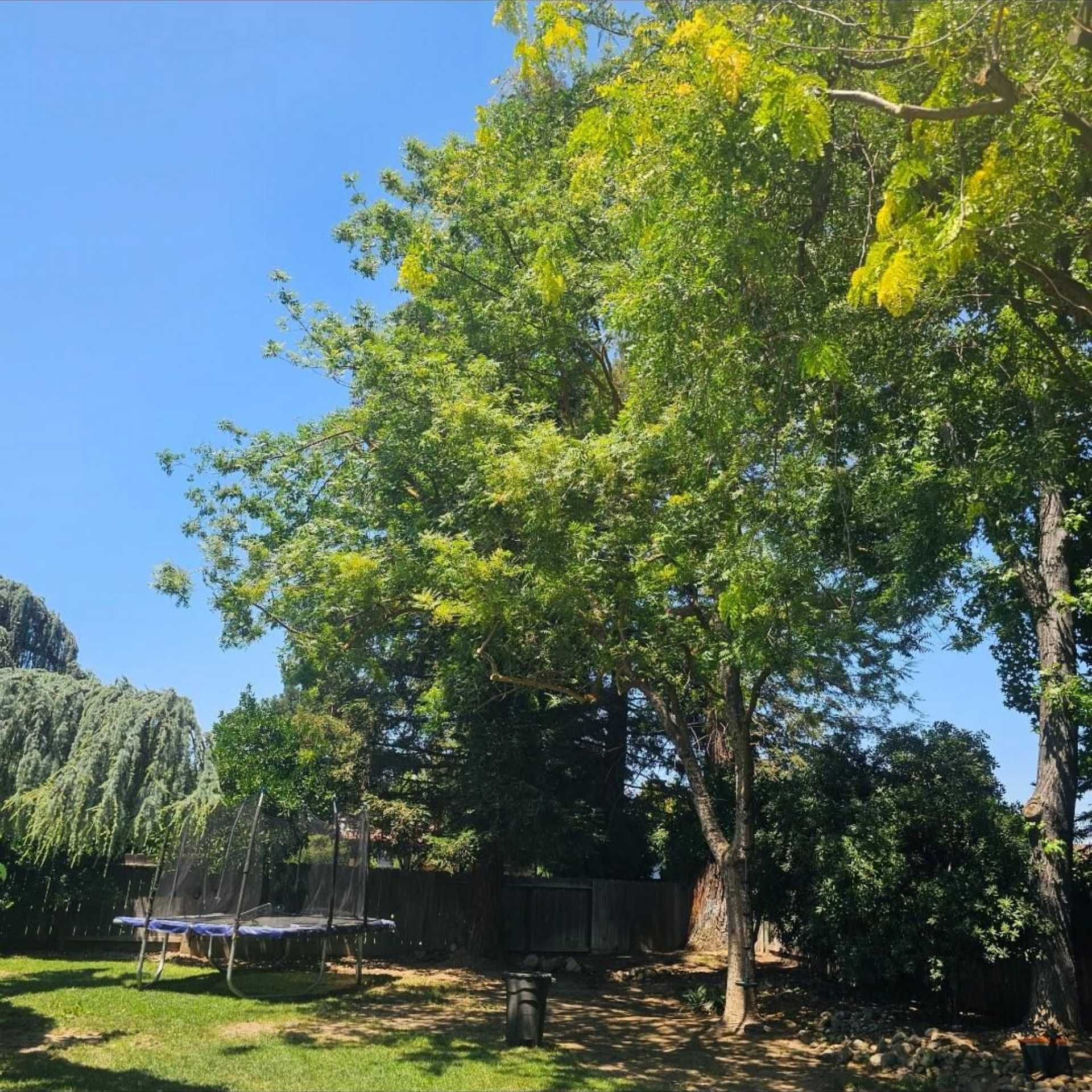 Sunny park with tall green trees, blue sky, and a small trampoline near a fence