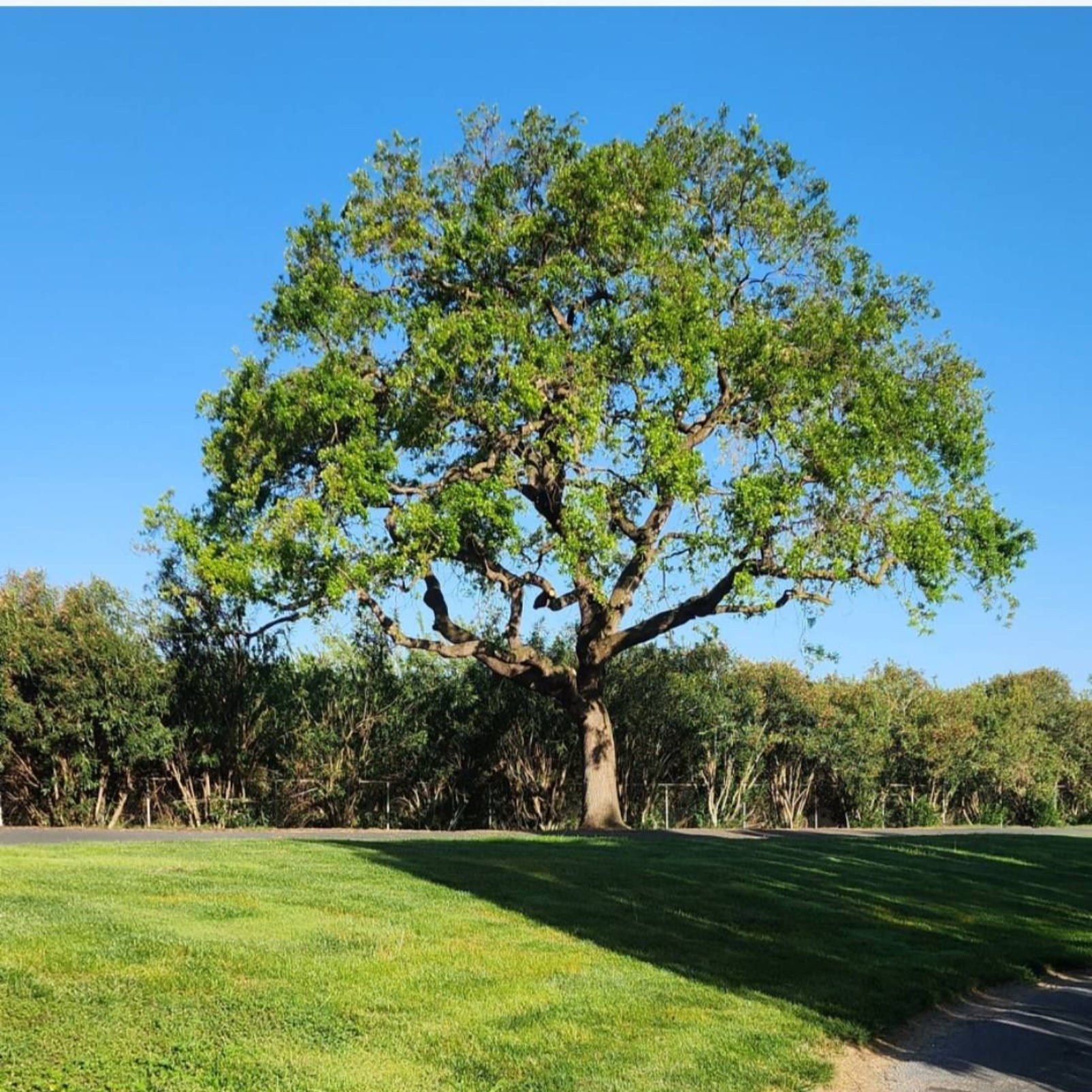 Large leafy tree on a sunny green lawn under a clear blue sky