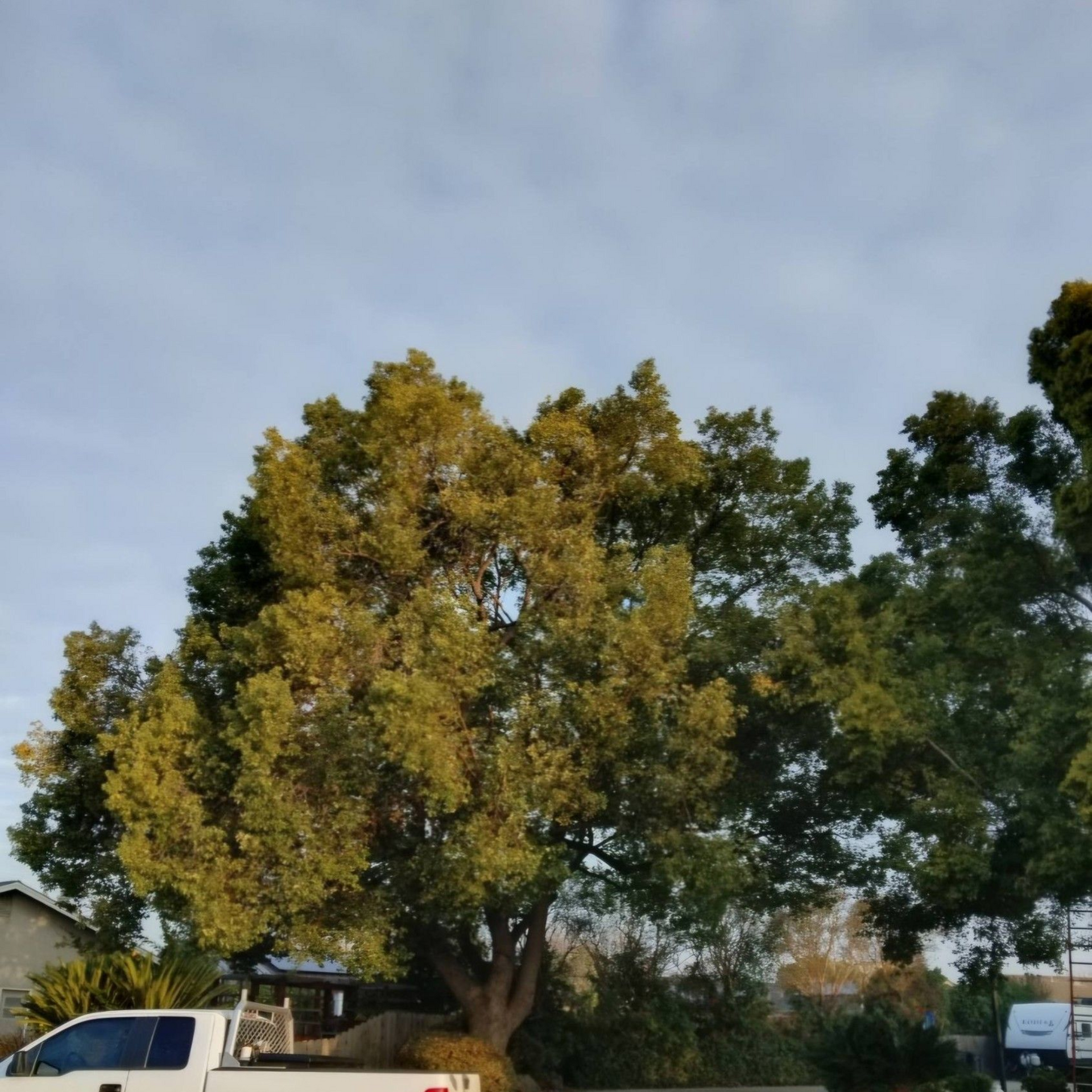 Tall green tree beside a white van on a roadside under a pale blue sky