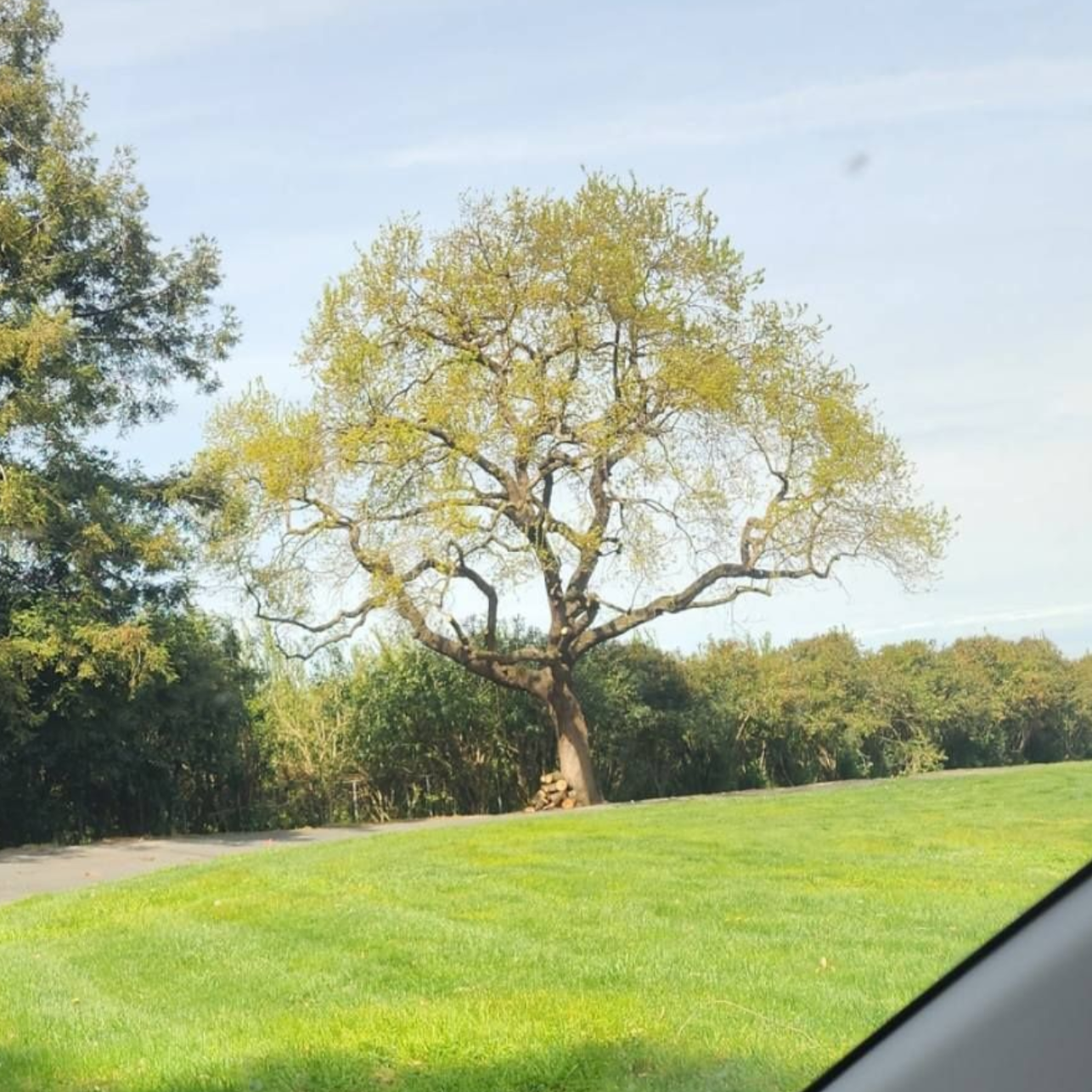 Leafy tree beside a grassy field and road under a bright sky, viewed from a car window