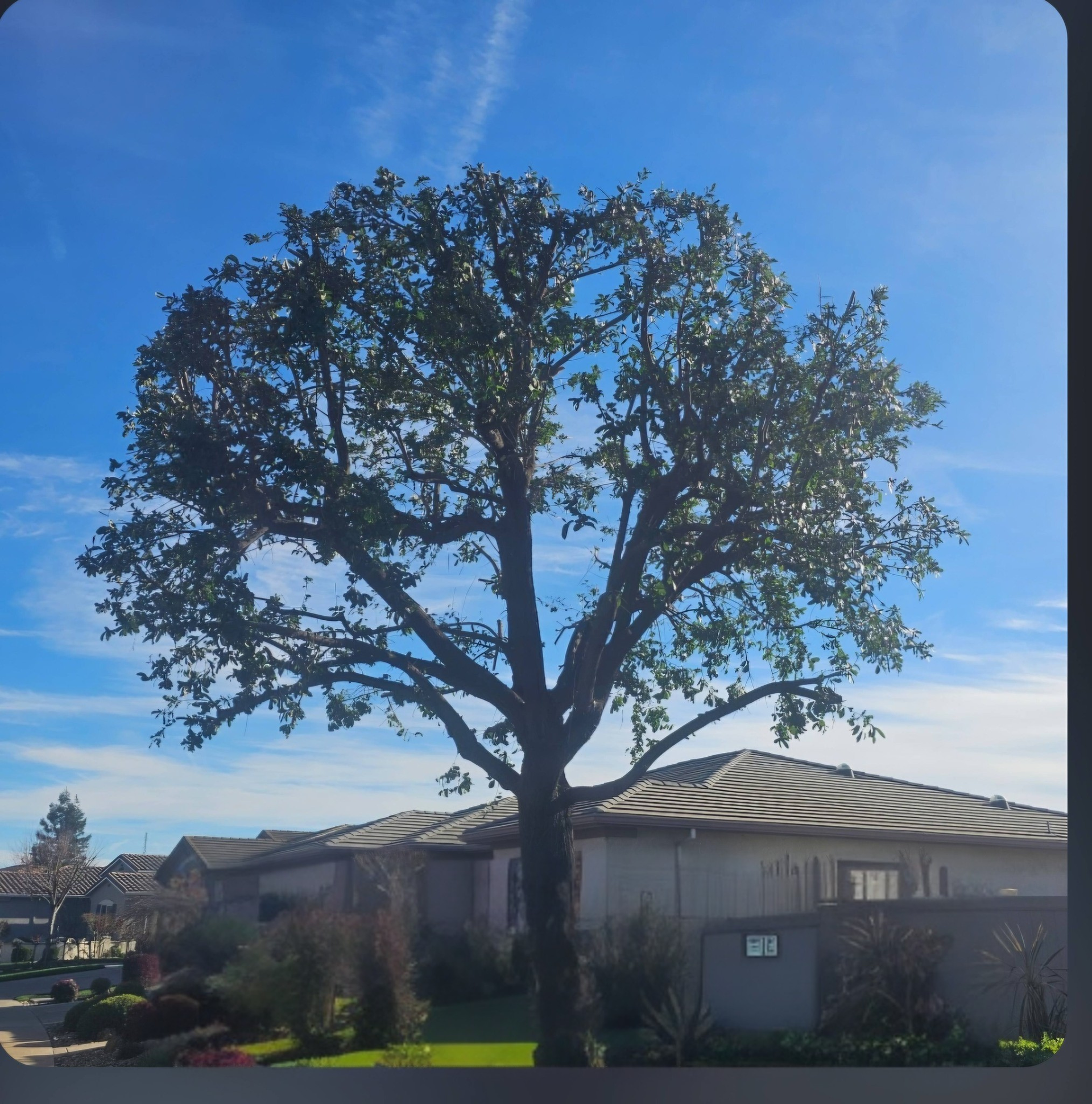 Large leafy tree in front of a single-story house under a clear blue sky.