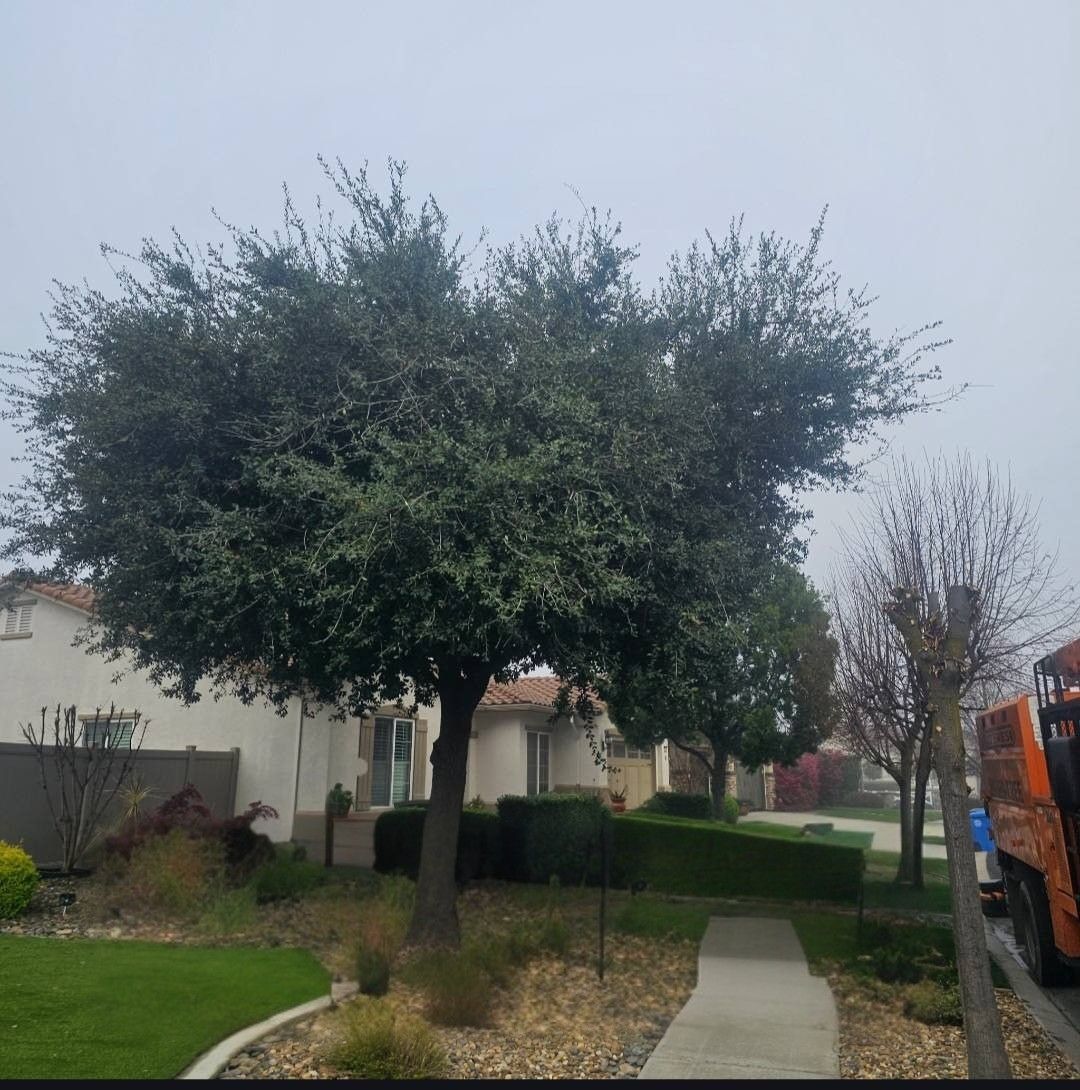 A leafy tree beside a sidewalk in a residential yard on a cloudy day.