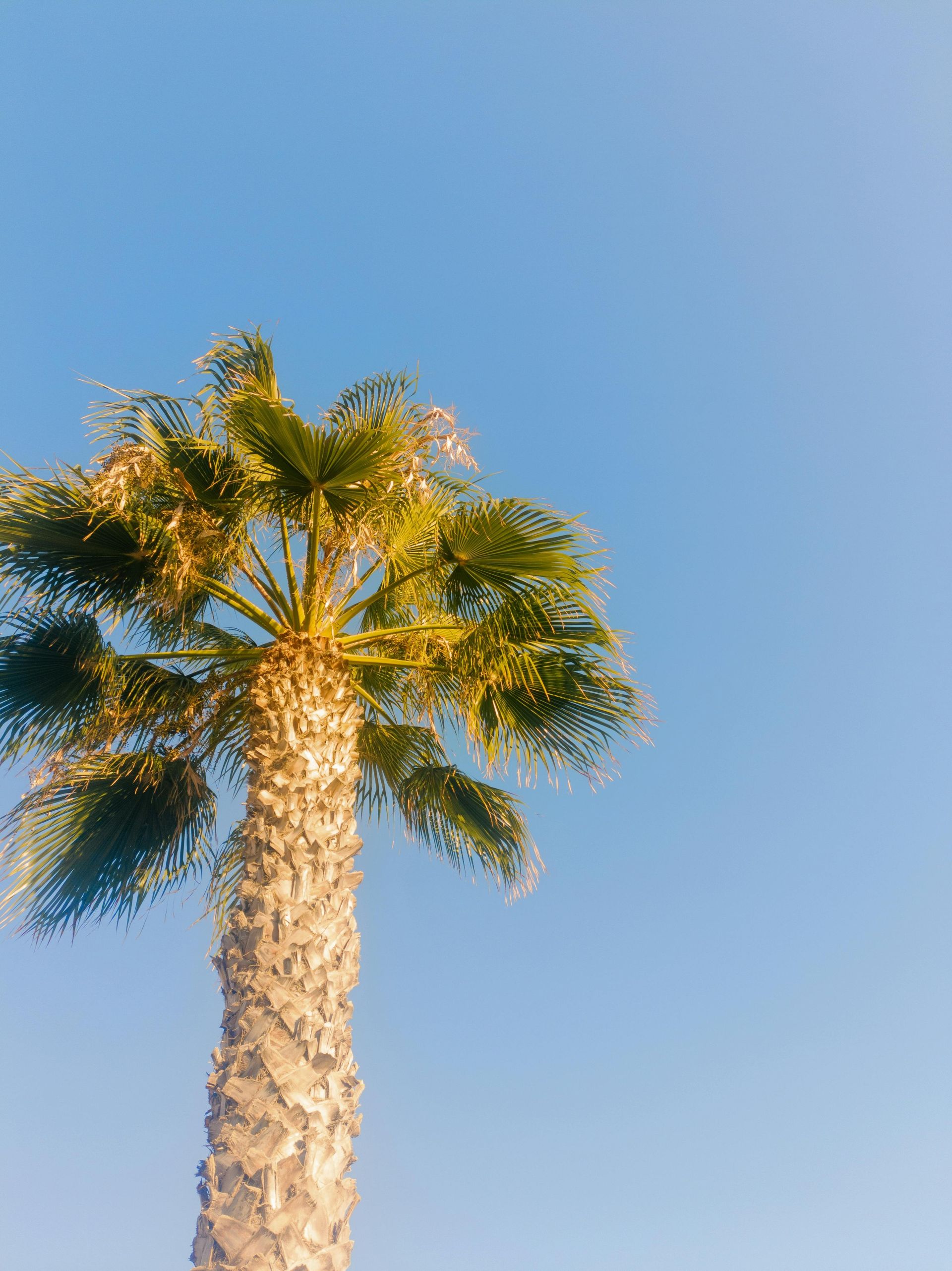 Palm tree against a clear blue sky