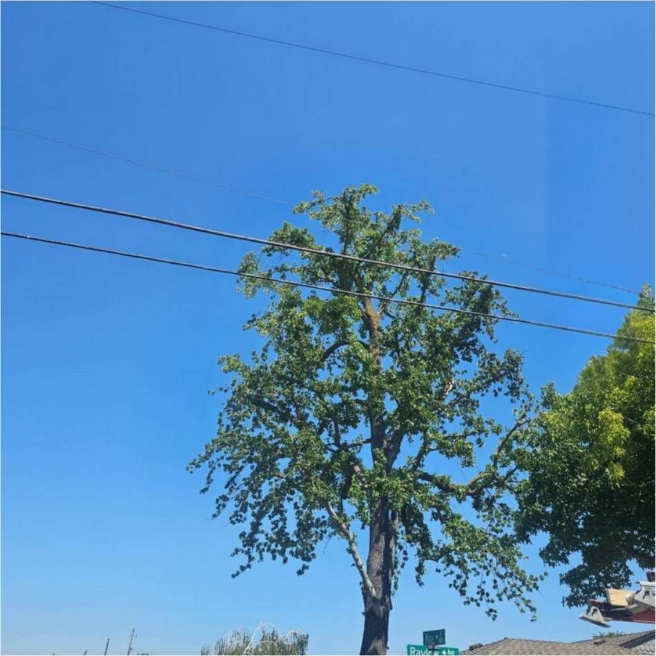 Tree beside power lines under a clear blue sky