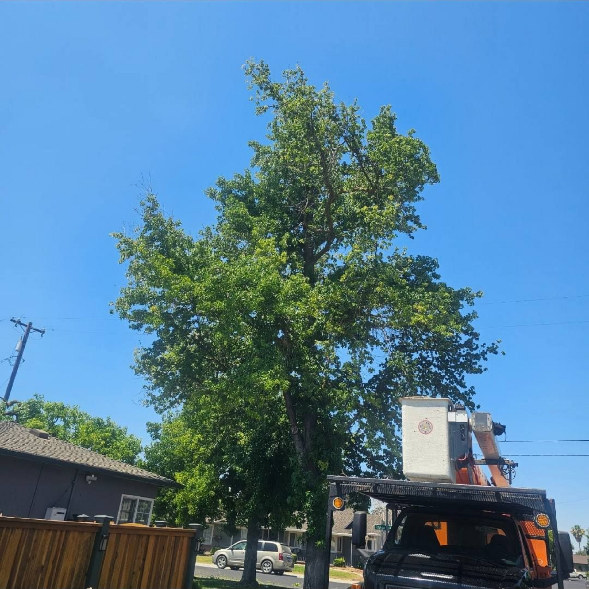Large green tree beside a house and parked truck under a clear blue sky