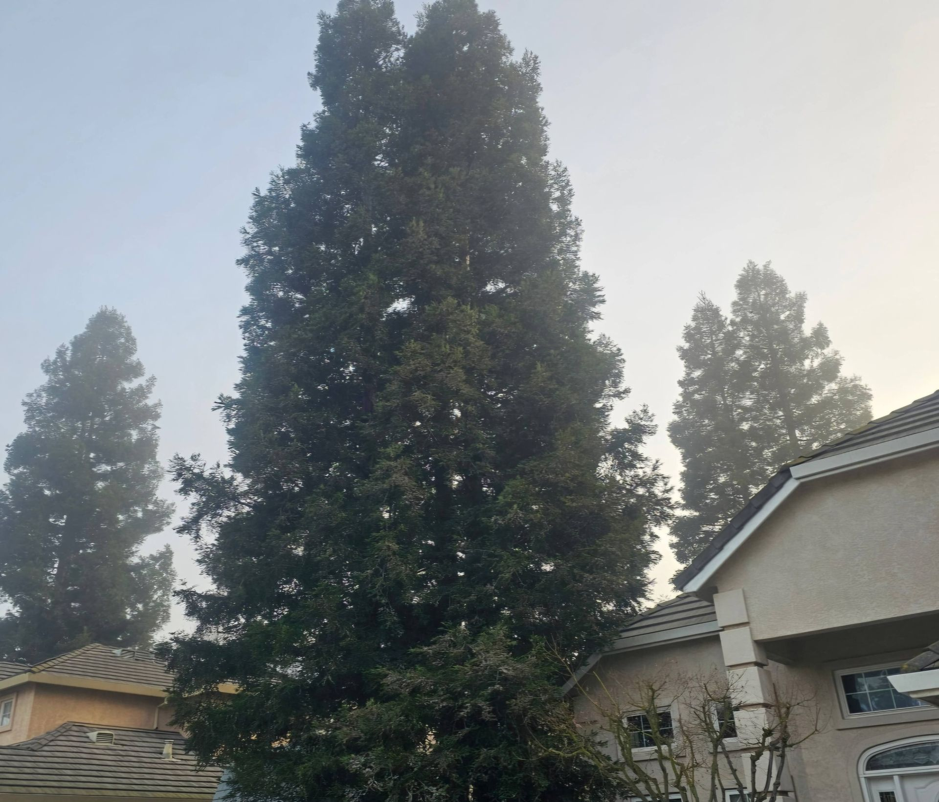 Tall evergreen trees behind suburban houses in a hazy sky