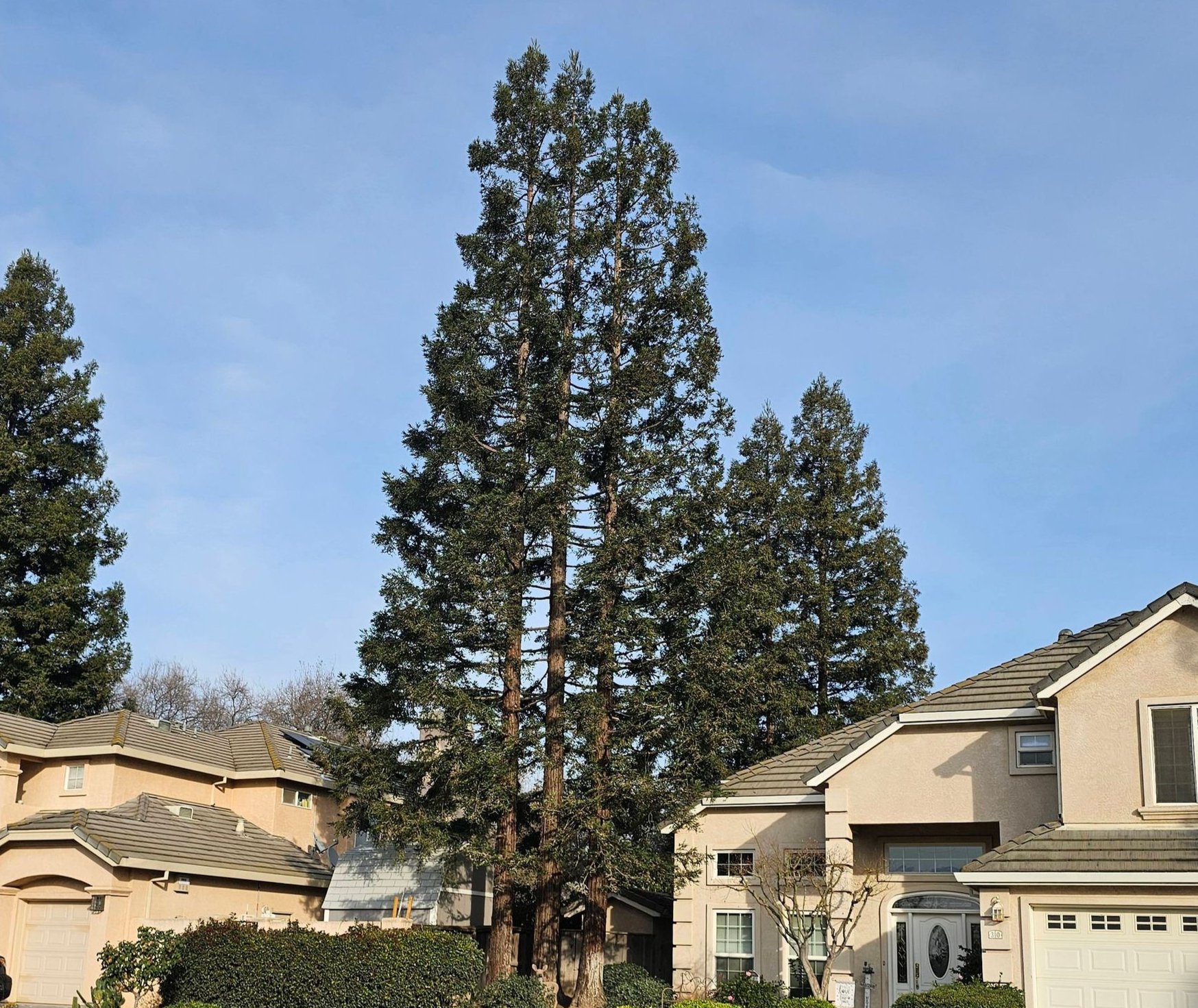 Suburban houses with tall evergreen trees under a clear blue sky