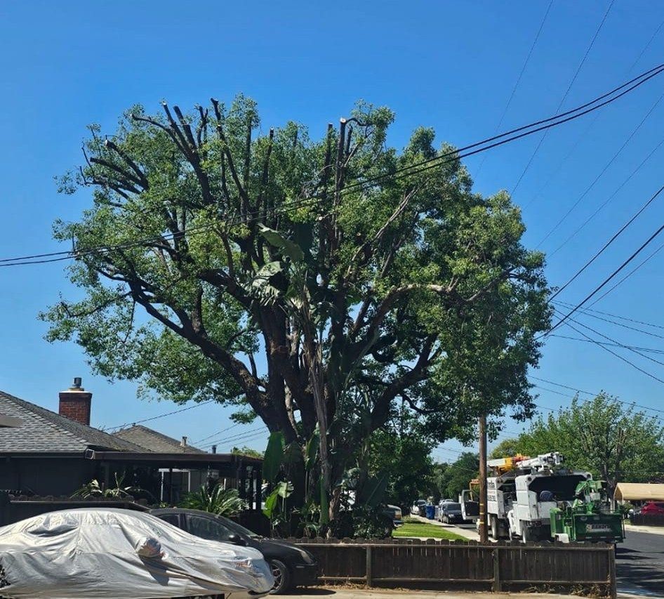 Large leafy tree on a sunny suburban street with houses, utility lines, and a parked truck nearby
