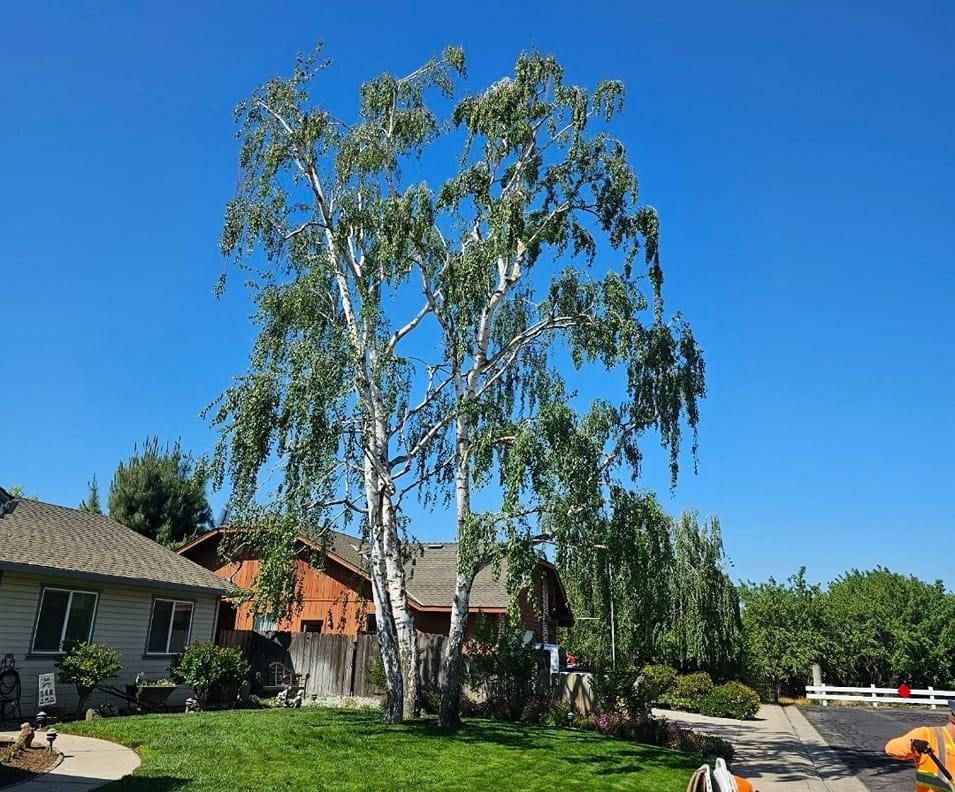 Tall silver birch tree in a suburban front yard under a clear blue sky