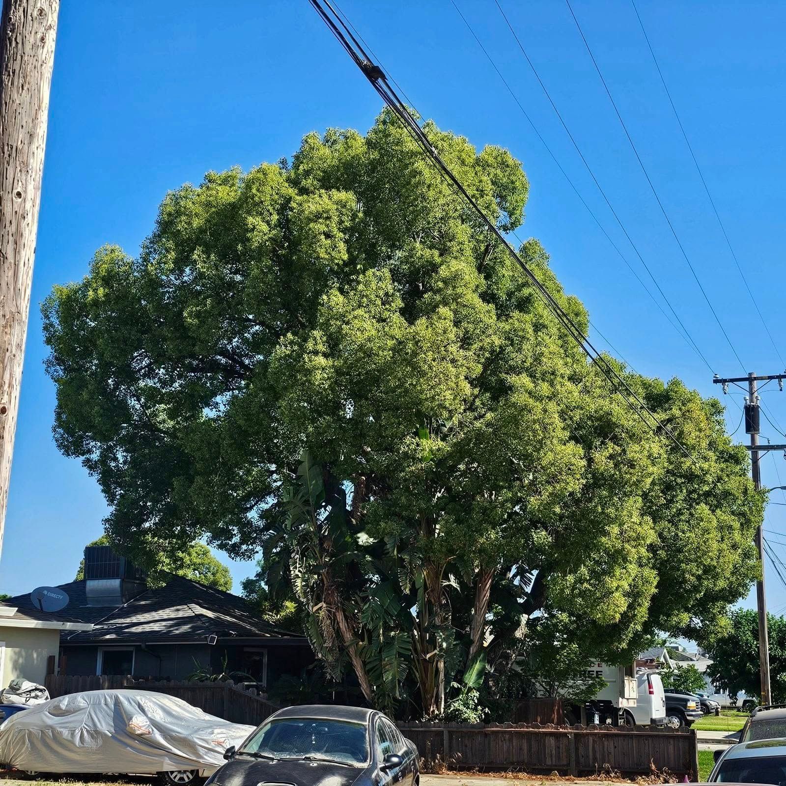 Large leafy tree beside a house and parked car on a sunny residential street under a blue sky