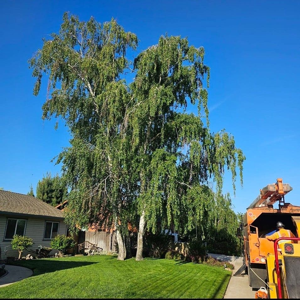 Large leafy tree in a sunny suburban yard beside a house and driveway with an orange truck at right