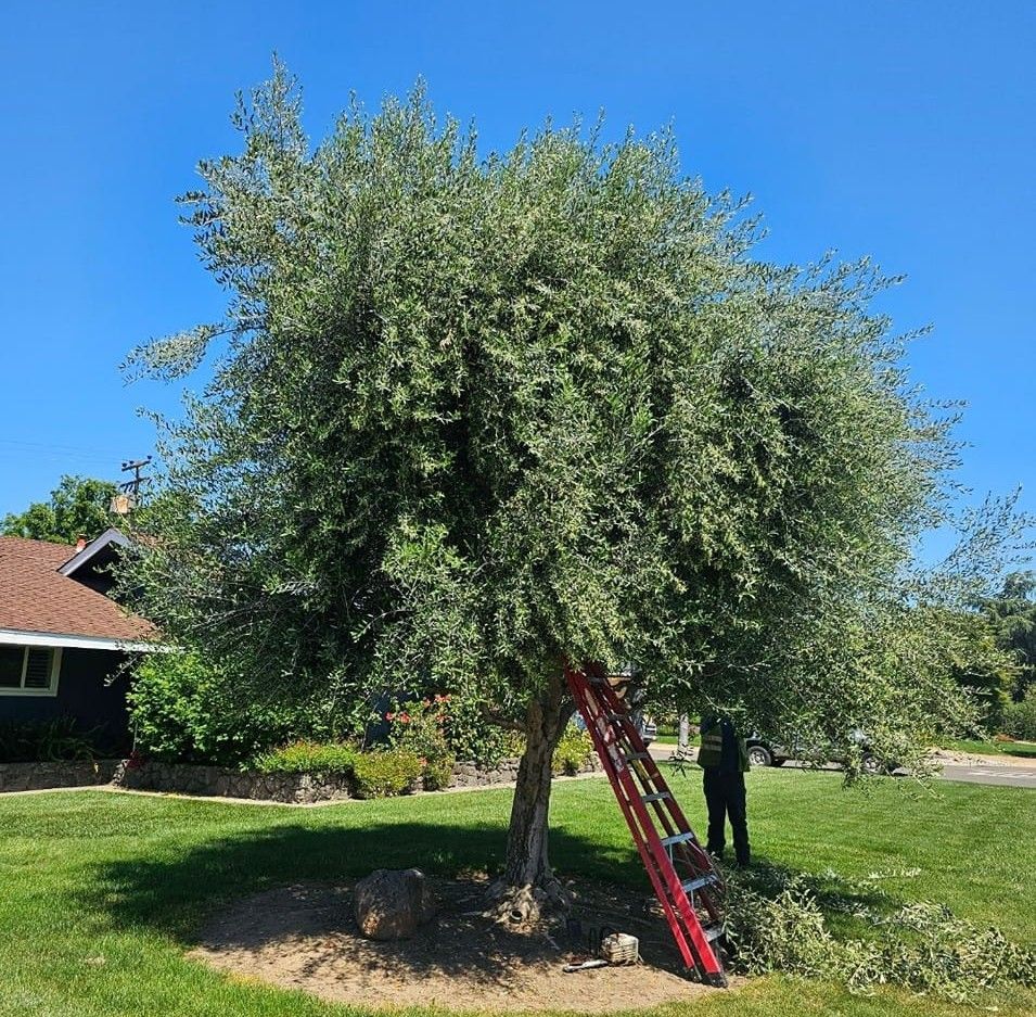 Person trimming a large leafy tree with a red ladder in a sunny yard beside a house