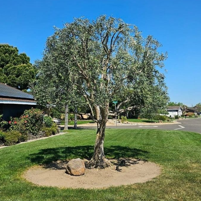 Small tree in a landscaped yard with grass, a rock border, and suburban houses in the background.