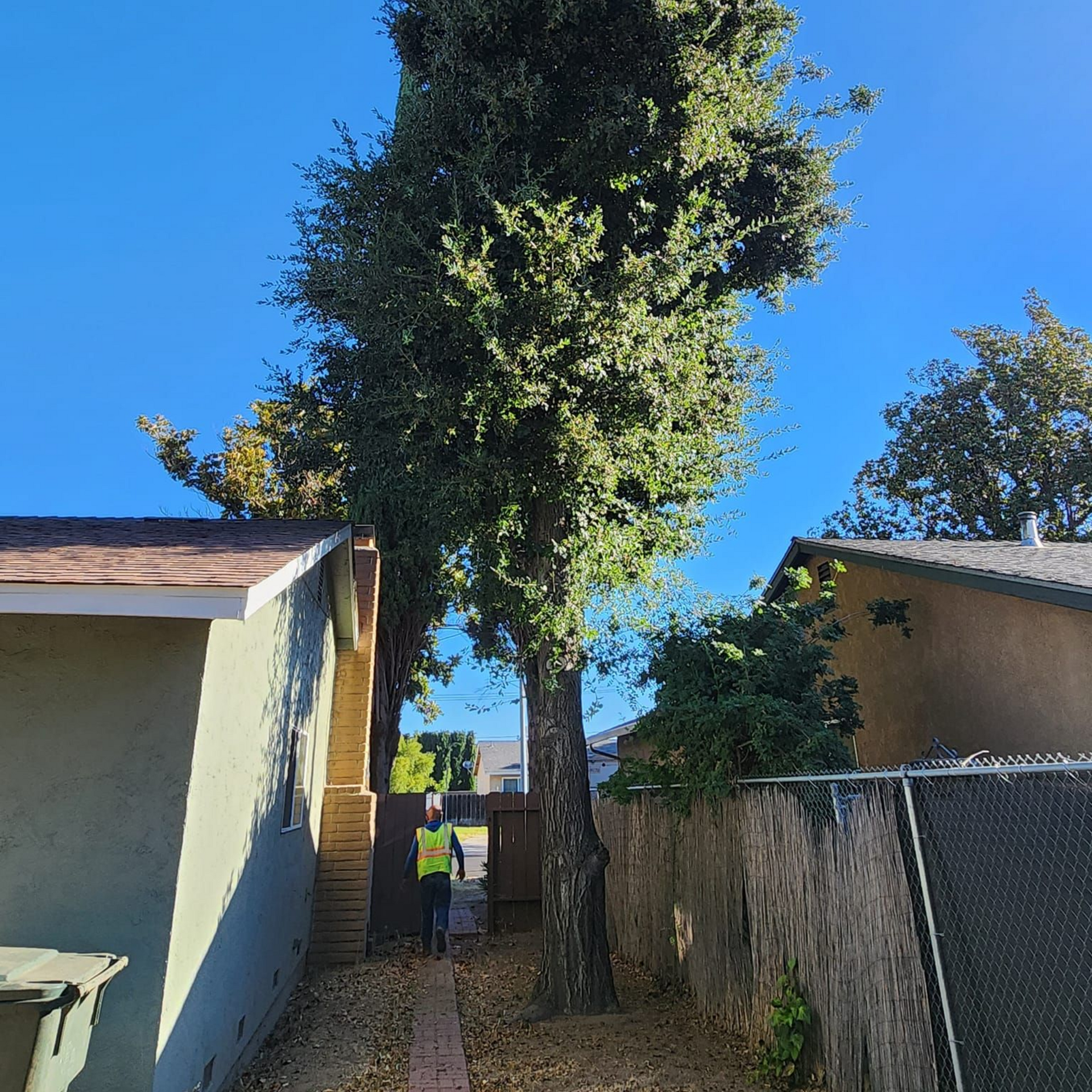Narrow alley with a tall tree between two houses under a bright blue sky