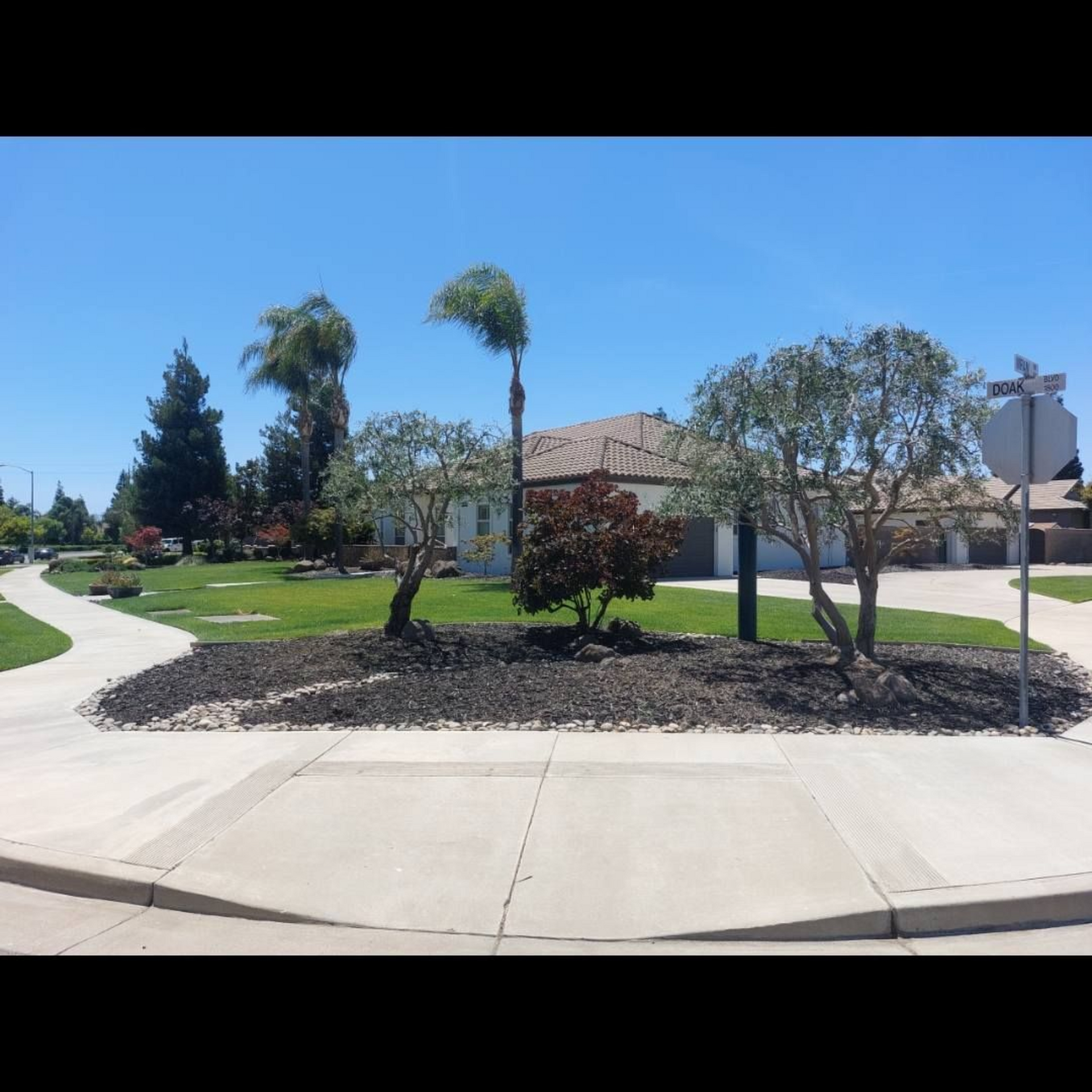 Suburban home with a curved sidewalk, green lawn, palm trees, and a bright blue sky
