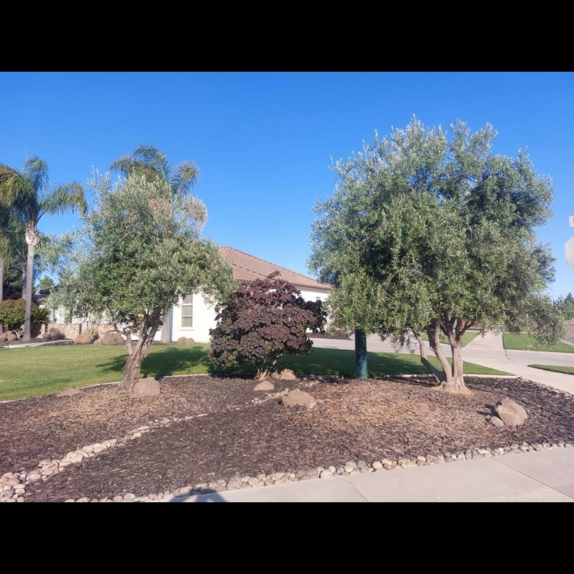 Front yard with two trees, mulch, and a single-story house under a clear blue sky