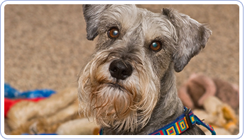 Dog With Collar | Mansfield, OH | Mohican Kennels Dog With Collar | Mansfield, OH | Mohican Kennels