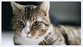 Domestic Cat | Mansfield, OH | Mohican Kennels Domestic Cat | Mansfield, OH | Mohican Kennels