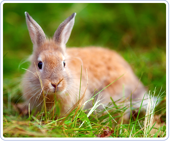 Rabbit | Mansfield, OH | Mohican Kennels Rabbit | Mansfield, OH | Mohican Kennels