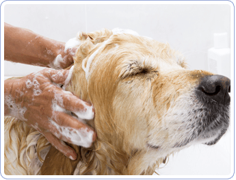Bathing a Dog | Mansfield, OH | Mohican Kennels Bathing a Dog | Mansfield, OH | Mohican Kennels