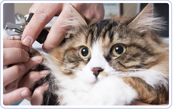 Cats Nail Trimming | Mansfield, OH | Mohican Kennels Cats Nail Trimming | Mansfield, OH | Mohican Kennels