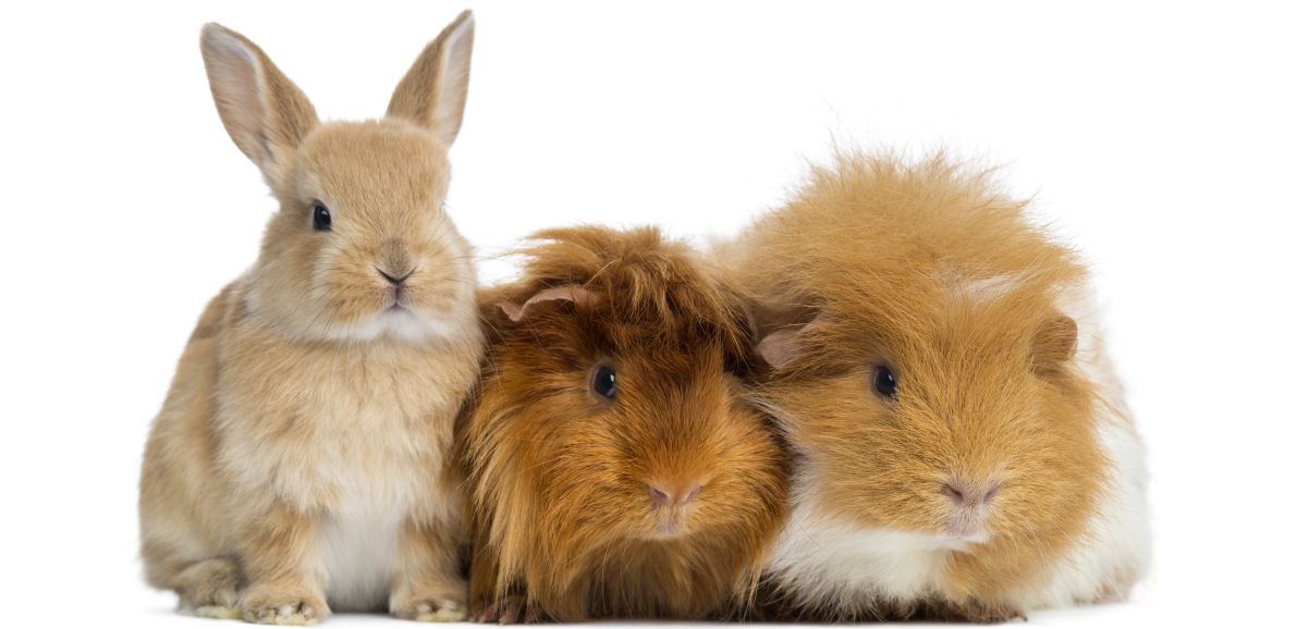 Rabbit and Guinea Pigs | Mansfield, OH | Mohican Kennels Rabbit and Guinea Pigs | Mansfield, OH | Mohican Kennels